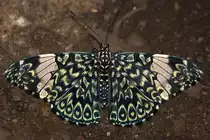 Nymphalidae, Hamadryas belladonna, 05.05.2007, Hunawihr,
Frankreich