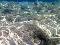 Ein Dr�ckerfisch im Roten Meer. (Scharm El Scheich, Dezember 2018) 