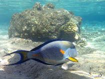 Ein Arabischer Doktorfisch im Roten Meer. (Scharm El Scheich, Dezember 2018) 