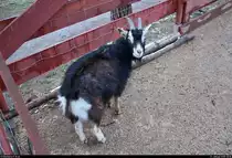 Blick auf eine zutrauliche Hausziege in einem relativ neuen Tiergehege im BUND Umweltzentrum Franzigmark in Morl bei Halle (Saale).
[11.1.2019 | 15:16 Uhr]