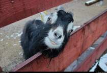 Eine zutrauliche Hausziege schaut im BUND Umweltzentrum Franzigmark in Morl bei Halle (Saale) durch den Zaun ihres Geheges.
[11.1.2019 | 15:20 Uhr]