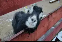 Eine zutrauliche Hausziege schaut im BUND Umweltzentrum Franzigmark in Morl bei Halle (Saale) durch den Zaun ihres Geheges.
[11.1.2019 | 15:20 Uhr]