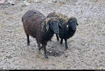 Blick auf zwei Hissarschafe in einem Tiergehege im BUND Umweltzentrum Franzigmark in Morl bei Halle (Saale), welche gerade die Begleitung des Fotografen ansteuern.
[11.1.2019 | 15:33 Uhr]