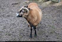 Blick auf ein Kamerunschaf in einem Tiergehege im BUND Umweltzentrum Franzigmark in Morl bei Halle (Saale).
[11.1.2019 | 15:34 Uhr]