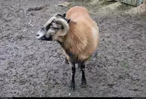 Blick auf ein Kamerunschaf in einem Tiergehege im BUND Umweltzentrum Franzigmark in Morl bei Halle (Saale).
[11.1.2019 | 15:34 Uhr]