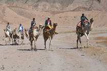 Domestizierte Kamele in der Nhe von Dahab auf der Sinai-Halbinsel.