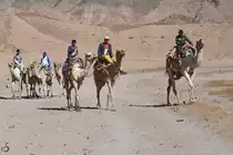 Domestizierte Kamele in der N�he von Dahab auf der Sinai-Halbinsel.