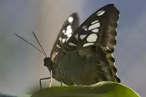 Nymphalidae, Parthenos sylvia, 11.01.2008, M�nchen