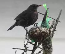HUNGRIGE AMSEL AM MEISENKN�DEL
In Zeiten verschneiter und zugefrorener B�den und Wiesen machte sich diese AMSEL nach dem
Motto  PASST SCHON  am 24.1.2019 �ber einen Meisenkn�del her.....