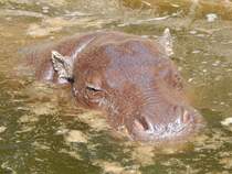 
Eines der beiden Zwergflusspferde im Rostocker Zoo am 19.08.2018