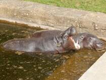 Die beiden Zwergflusspferde im Rostocker Zoo am 19.08.2018