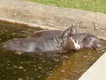 Die beiden Zwergflusspferde im Rostocker Zoo am 19.08.2018