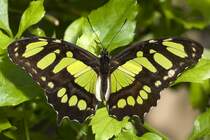 Nymphalidae, Siproeta stelenes, 19.04.2009, Hunawihr,
Frankreich