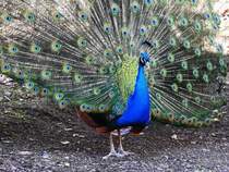 BLAUER PFAU(EDELFASAN)-100 AUGEN SEHEN DICH AN
Immer wieder faszinierend-ein radschlagender BLAUER PFAU ganz aus der Nhe,ursprnglich in INDIEN/SRI-LANKA
beheimatet....hier am 16.2.2019 im TIERPARK NIEDERFISCHBACH/SIEGERLAND....