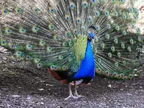 BLAUER PFAU(EDELFASAN)-100 AUGEN SEHEN DICH AN
Immer wieder faszinierend-ein radschlagender BLAUER PFAU ganz aus der N�he,urspr�nglich in INDIEN/SRI-LANKA
beheimatet....hier am 16.2.2019 im TIERPARK NIEDERFISCHBACH/SIEGERLAND....
