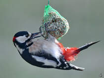 Momentan haben wir wieder regelmig einen Buntspecht zu Gast. (Hattingen, Februar 2019)