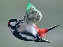 Momentan haben wir wieder regelm��ig einen Buntspecht zu Gast. (Hattingen, Februar 2019)