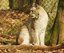 EURASISCHER LUCHS(LYNX)IM WILDPARK WEILBURG/LAHN
Endlich hatte ich ihn am 20.2.2019 im TIERGARTEN WEILBURG/LAHN vor der Linse-die gr��te von
4 Unterarten und gr��te Luchsart der Welt...
1846 starb nach unerbittlicher Verfolgung der letzte Luchs in Deutschland,bis 1960 war er in Westeuropa fast vollst�ndig ausgerottet....Mittlerweile ist er im BAYRISCHEN WALD,HARZ und evtl. im PF�LZER WALD und HESSEN
wieder heimisch.Ein Blick auf die kr�ftigen,st�mmigen Vorderpfoten mit den Muskelpaketen im
Schulterbereich ist einfach nur beeindruckend.....mit Dank und Gru� ans FORSTAMT WEILBURG