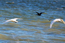 Ein Kormoran begleitet zwei Schwne. - 22.02.2019