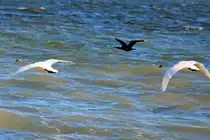 Ein Kormoran begleitet zwei Schw�ne. - 22.02.2019