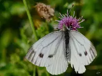 Ein Gro�er Kohlwei�ling im elterlichen Garten. (Jarmen, August 2012)
