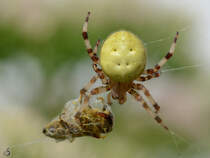 Eine Spinne hat Beute gemacht. (Jarmen, August 2012)