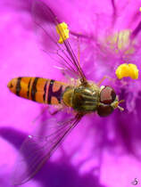  Eine Hainschwebfliege sammelt Nektar. (Jarmen, Juni 2011)