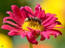 Eine Wespe sammelt flei�ig Nektar. (Jarmen, August 2012)