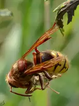 Eine Hornisse mit Beute h�lt sich mit einem Beinchen an einem Blatt fest. (Jarmen, August 2012)