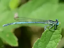 Eine Hufeisen-Azurjungfer in den Peenewiesen bei Jarmen. (Juni 2011)