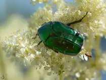 Ein Rosenk�fer mit blindem Passagier in den Peenewiesen bei Jarmen. (Juni 2011)