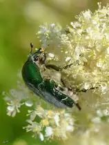 Ein Rosenk�fer in den Peenewiesen bei Jarmen. (Juni 2011)