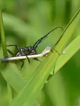 Ein Hainlaufk�fer in den Peenewiesen bei Jarmen. (Juni 2011)