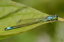 Eine Hufeisen-Azurjungfer in den Peenewiesen bei Jarmen. (August 2012)