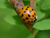 Ein Marienk�fer in den Peenewiesen bei Jarmen. (August 2012)