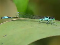 Eine Hufeisen-Azurjungfer in den Peenewiesen bei Jarmen. (August 2012)