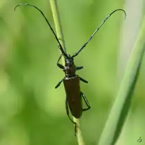 Ein Hainlaufk�fer in den Peenewiesen bei Jarmen. (Juni 2011)