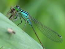 Eine Hufeisen-Azurjungfer verspeist einen Artgenossen in den Peenewiesen bei Jarmen. (August 2012)