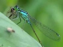 Eine Hufeisen-Azurjungfer verspeist einen Artgenossen in den Peenewiesen bei Jarmen. (August 2012)