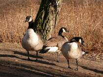 Die Bewohner des Silbersees/ Nrnberg