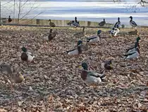 Im Februar konnte man am 18.ten  am Schwanensee im Franzensbad viele Enten bei sammeln von Eicheln beobachten.
