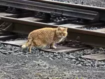 Am Bahn�bergang / im Bahnw�rterhaus  in Franzensbad ist diese Katze zu Hause, gesehen am 20. Februar 2019