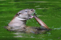 Ein Eurasischer Fischotter auf der Jagd nach dem eigenen Schwanz. (Zoo Schwerin, Juli 2010)