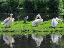 Die Insel der Rosapelikane Anfang Juli 2010 im Zoo Schwerin.
