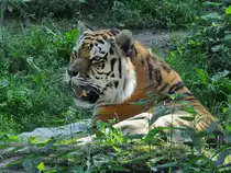 Ein Amurtiger Anfang Juli 2010 im Zoo Schwerin.