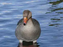 Dick gefedert gegen die K�lte