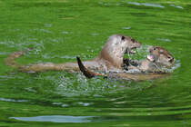 Eurasische Fischotter spielen ausgelassen im Zoo Schwerin.