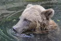 Ein Europ�ischer Braunb�r Anfang Juli 2010 im Zoo Schwerin.