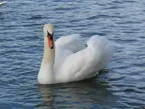 Bewohner des W�hrdersee in N�rnberg