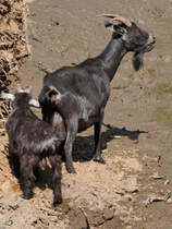 Westafrikanische Zwergziegen Anfang Juli 2010 im Zoo Schwerin.